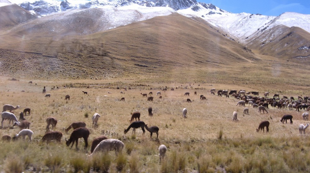 puno y cusco 7d (6)